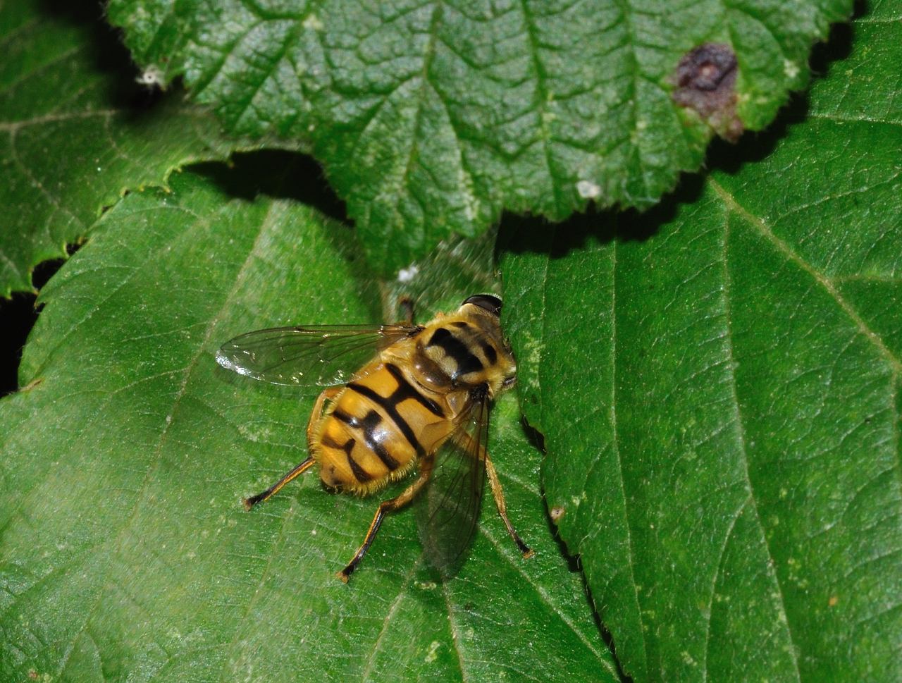 Myathropa florea (Syrphidae)